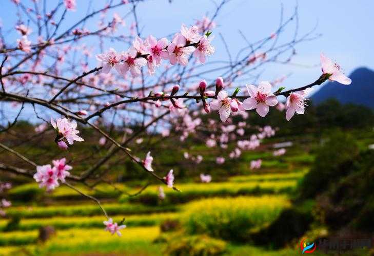 国色天香桃花朵朵开：盛景惹人醉