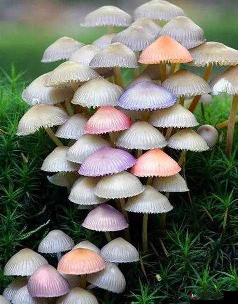 有一根又黑又硬的蘑菇头详细区分类型：了解不同类型的关键