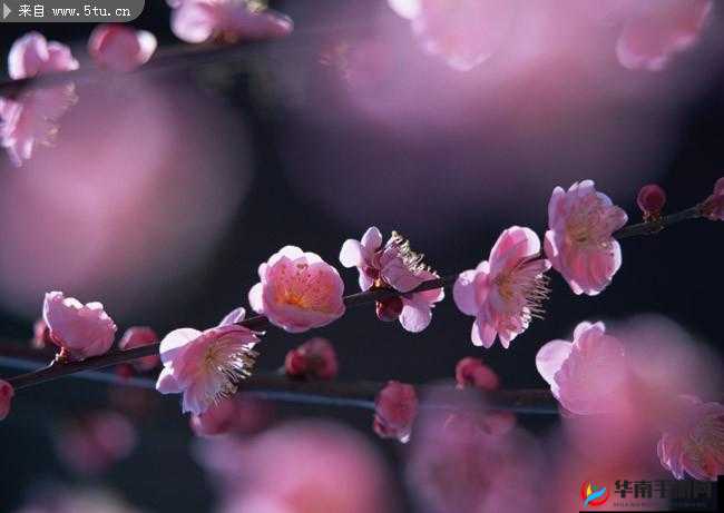 红桃现颢：美丽与神秘的交织