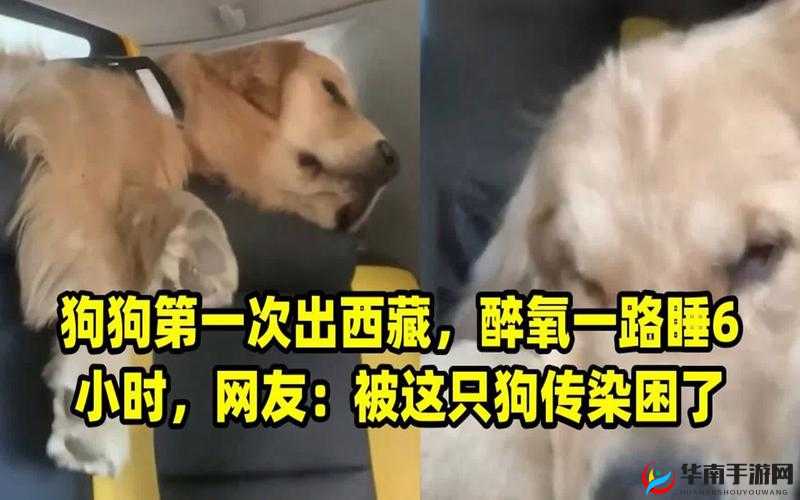 一人一狗被困 6 小时引发的惊险经历