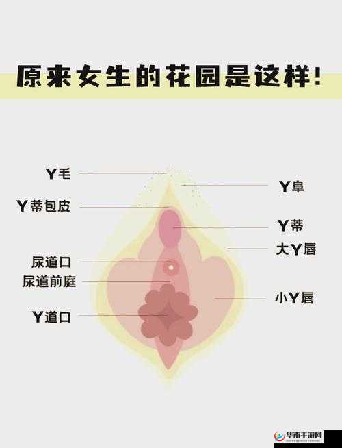 裙子下的私密探索：舔阴的诱惑与禁忌