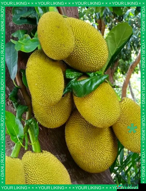 www.菠萝蜜水蜜桃：甜蜜滋味的独特体验