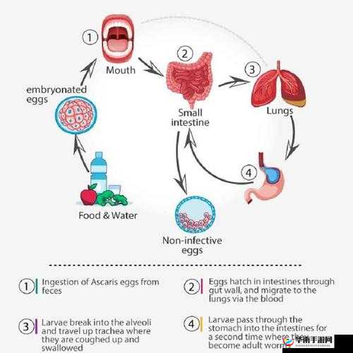 缺氧环境下的蛞蝓如何神奇演变，成为未来发电的工具生物？